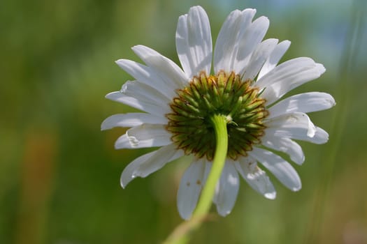 Marguerite with soft bokeh in a macro shot - bottom view