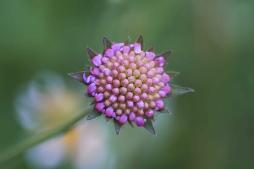 Field Scabious - Knautia arvensis - blossom in a macro shot