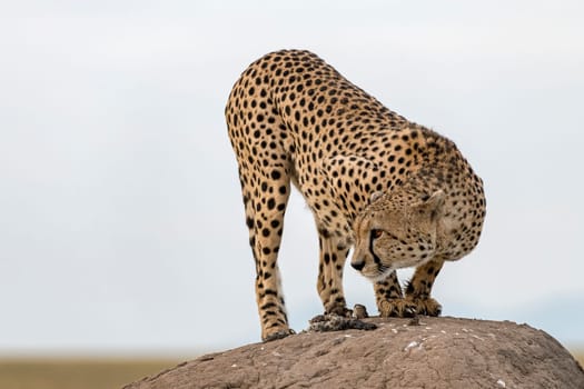 Cheetah (Acinonyx jubatus) on hill,Masai Mara,Kenya,East Africa