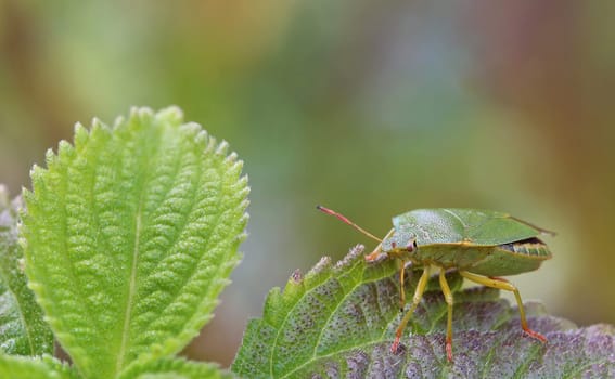 Macro image of a green stink bug Palomena prasina
