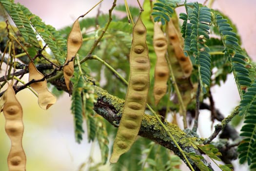 Legume in the sleeping tree also silk tree or silk acacia Albizia julibrissin
