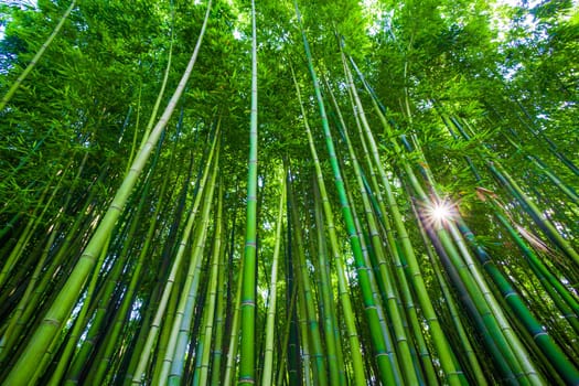 Bamboo forest from below, Anduze, France