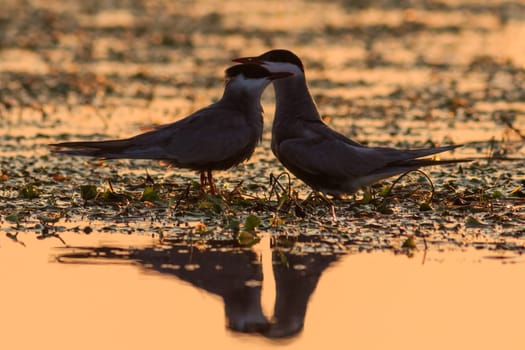 common terns (sterna hirundo hirundo) in Danube Delta, Romania