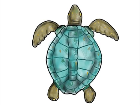 2d Animation motion graphics showing a drawing of a ridley sea turtle swimming viewed from top  on white screen in HD 720p high definition.