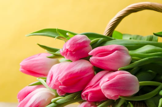 Beautiful bouquet of pink tulips in a wicker basket