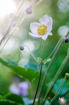 Pale pink flower Japanese anemone, close-up. Note: Shallow depth of field