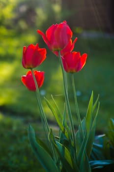 Red tulips in the garden, backlight.      Note: Shallow depth of field