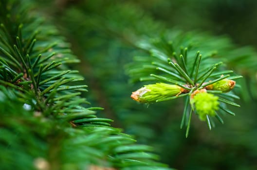 Branch of spruce with sprouts in spring time, close-up