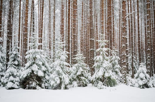 Firs and pines in the forest after snowfall