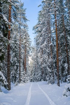 The road through the beautiful coniferous snowy forest