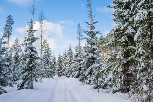 The road through the beautiful coniferous snowy forest