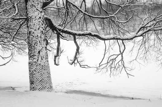 Snow-covered tree by the river, close-up