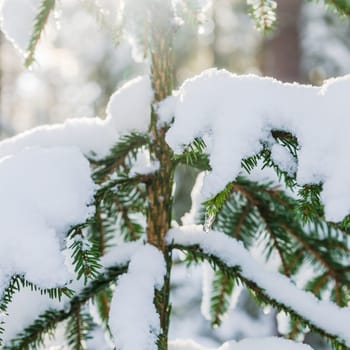 A branch of spruce under the snow backlit by sunlight