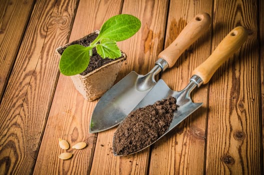 Seedlings zucchini and garden tools on a wooden surface