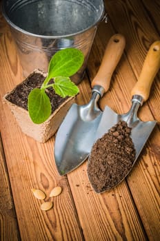 Seedlings zucchini and garden tools on a wooden surface