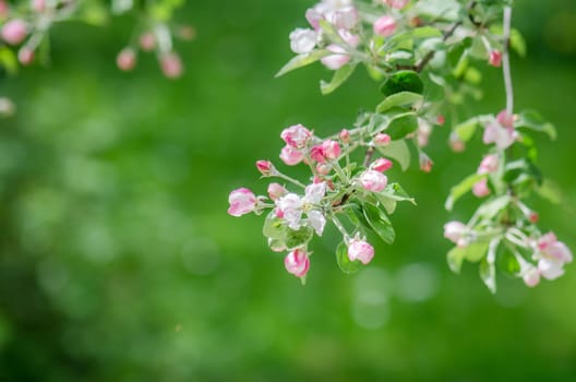 A branch of blossoming Apple trees in springtime, green background