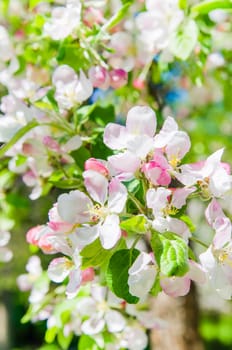 Blooming apple tree close-up