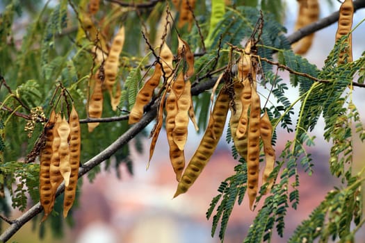 Legumes in the sleeping tree also silk tree or silk acacia Albizia julibrissin