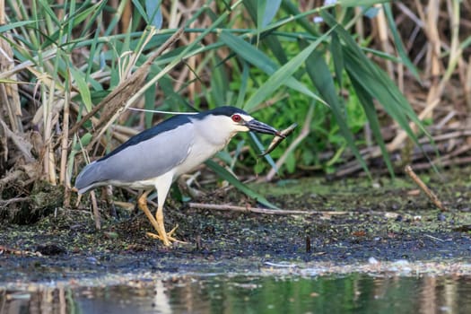 black crowned night heron eating fish. Danube Delta Romania