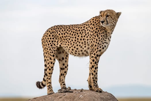 Cheetah (Acinonyx jubatus) on hill,Masai Mara,Kenya,East Africa