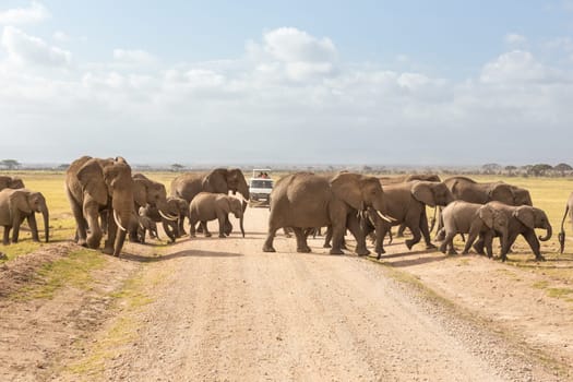Tourists in safari jeeps watching and taking photos of big hird of wild elephants crossing dirt roadi in Amboseli national park, Kenya. Peak of Mount Kilimanjaro in clouds in background.