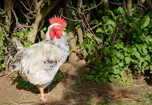 A domestic white cock inside some plants