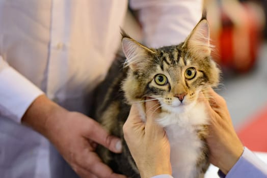 A pure  wonderful Maine Coon Portrait