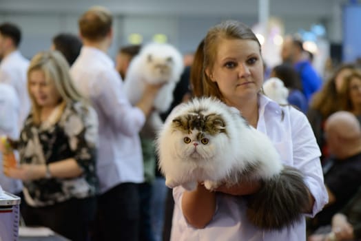 A girl sohwing her wonderful British shorthair