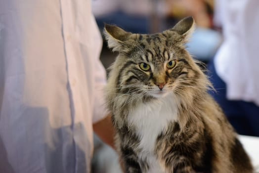 A pure  wonderful Maine Coon Portrait