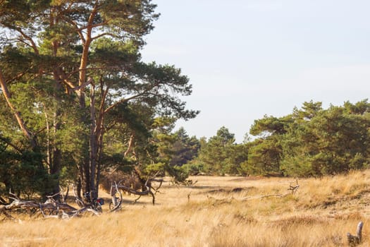 Landscape in National Park Hoge Veluwe in the Netherlands.