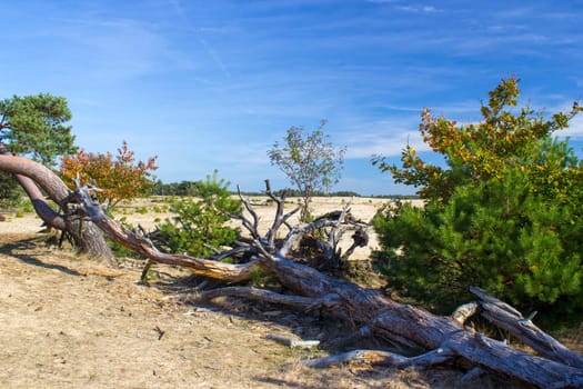 Landscape in National Park Hoge Veluwe in the Netherlands.