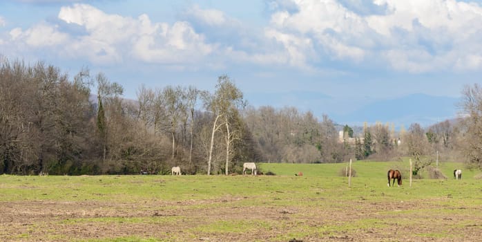 rural landscape with amazing sky and clouds, green hill and some horses in background