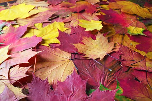 Fall leaves background. Red and yellow autumn leaves. Selective focus.