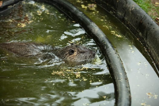 A nutria, tail beaver swiming in his destrict