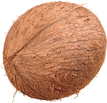 coconut brown tropical fruit fresh exotic illustration