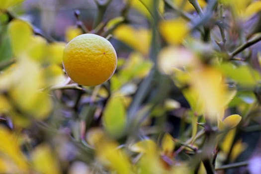 Fruit of bitter orange or three-leaf lemon Poncirus trifoliata