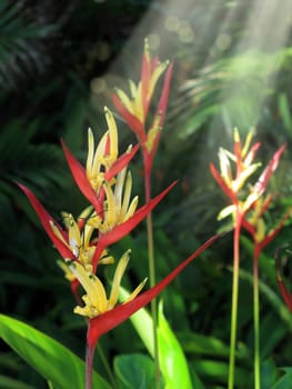 Close up beautiful tropical lily family flowers and beam of lights in garden in Thailand