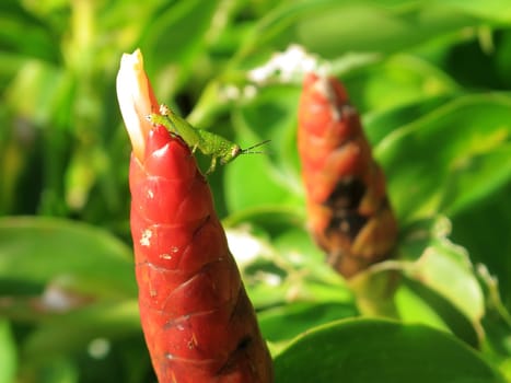 Close up beautiful red tropical flower and green grasshopper in garden in Thailand