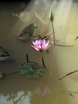 Close up beautiful red lotus water lily flowers and beam of light on water pond in garden