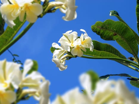 Close up beautiful white orchid family flowers over blue sky in Phuket, Thailand