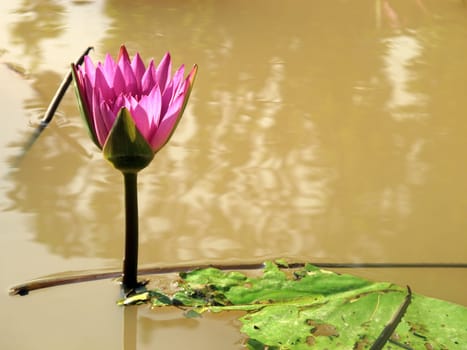 Close up beautiful red lotus water lily flower on water pond in garden