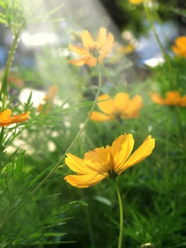 Close up Yellow daisy family flowers in springtime in garden with light beam