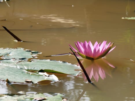 Close up beautiful red lotus water lily flower on water pond in garden