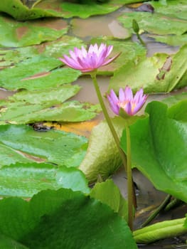 Close up beautiful purple lotus water lily flower on water pond in garden