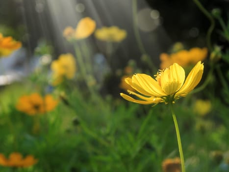 Close up Yellow daisy family flowers in springtime in garden with light beam