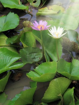 Close up beautiful red and white lotus water lily flowers and beam of light on water pond in garden