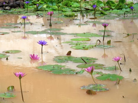 Close up beautiful colorful lotus water lily flowers on water pond in garden