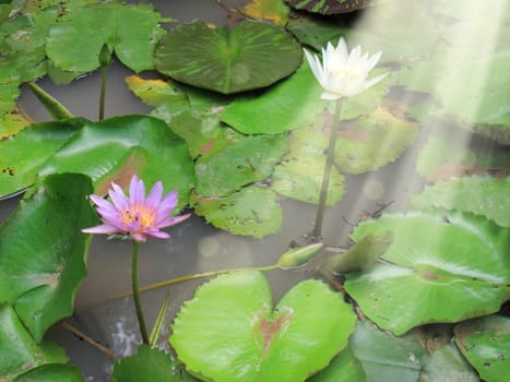 Close up beautiful red and white lotus water lily flowers and beam of light on water pond in garden