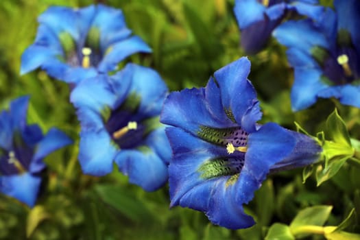 Gentian Gentiana acaulis blooms as a herald of spring in my garden
