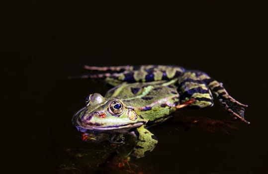 Pond frog Pelophylax esculenta in close-up